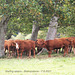Staring steers - Bishopstone - 7 8 2021