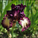 Iris Epicenter (1)
