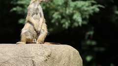 20150911 8874VRA~V [D~HF] Erdmännchen (Sricata suricatta), Tierpark Herford