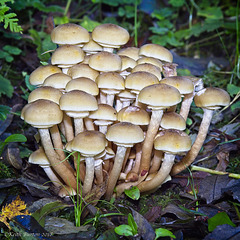 Waggoner's Wells Fungi