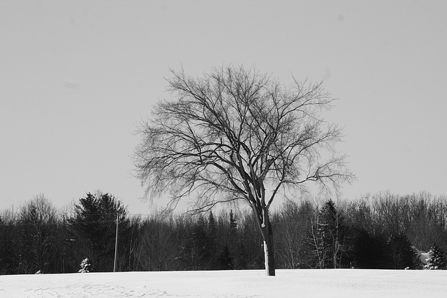 1/50 l'orme de M. Charbonneau, Mr. Charbonneau's elm tree