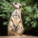 20150911 8875VRAw [D~HF] Erdmännchen (Suricata suricatta), Tierpark, Herford