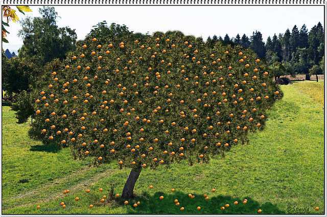 Just for fun:  My clone stamp wonder tree (apple tree)  - See description ;-)
