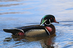 Male wood duck (Explored)