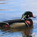 Male wood duck (Explored)