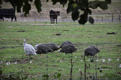 guineas in the paddock