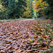 Herbstlaub Bleidenstadter Wald