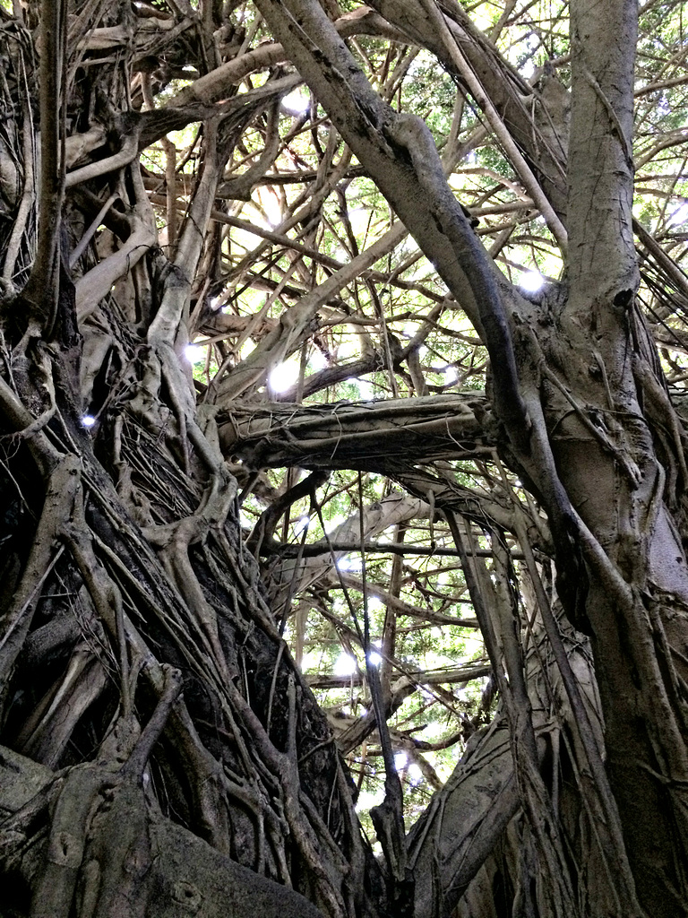 From the Bottom of the Banyan.....