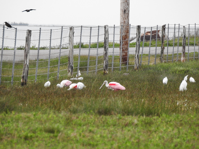 Day 2, Great-tailed Grackles, Roseate Spoonbills and Egrets
