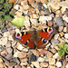 Peacock (Aglais io) butterfly