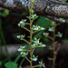 Ponthieva racemosa (Shadow-witch orchid)