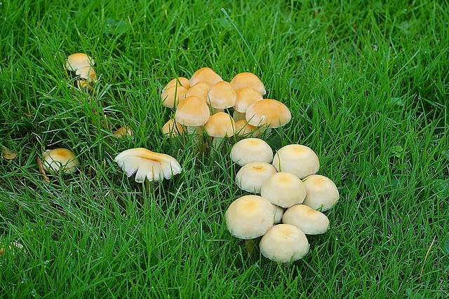 Pilze im Rasen II