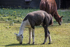 20150911 8877VRAw [D~HF] Alpaka (Lama pacos oder Vicugna pacos), Tierpark, Herford