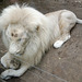 Lion blanc