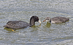 Adult Coot with Chick