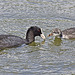 Adult Coot with Chick