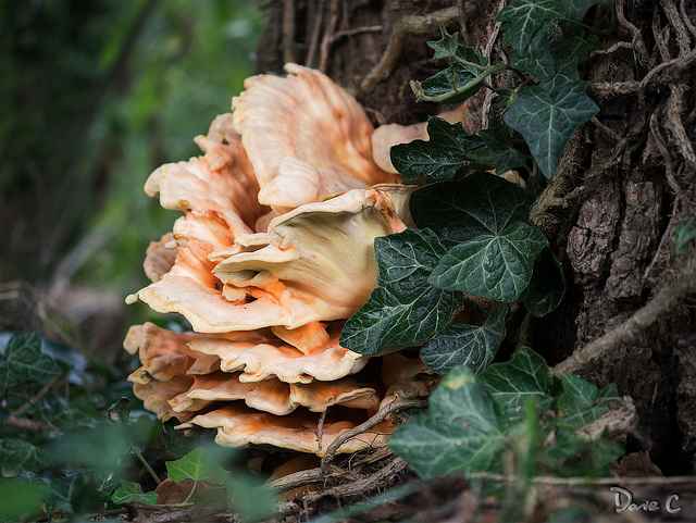 Chicken Of The Woods
