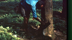 Gewinnung von Naturkautschuk auf Sri Lanka