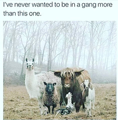 O&S(meme) - do yah wanna be in my gang ?