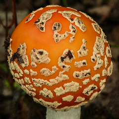 A highlight from yesterday - Amanita muscaria