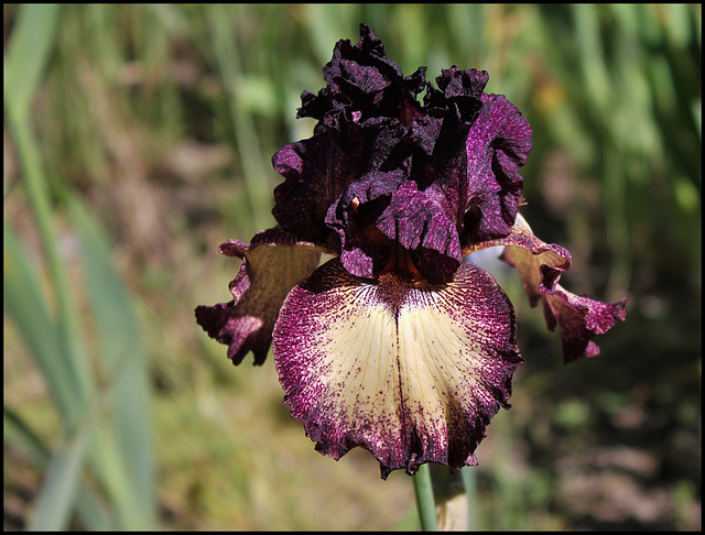 Iris Epicenter (4)