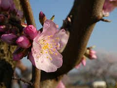 Mandelblüte und Blütenknospen