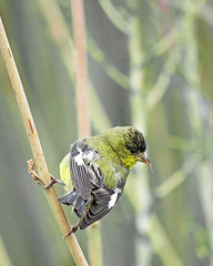 Lesser Goldfinch (Male - Western Form)