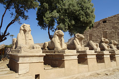 Avenue Of The Rams