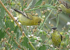 Lesser Goldfinch Pair (Western Form)