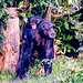 Chimp and baby