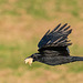 A crow being chased for what it has found.