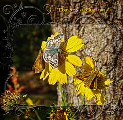 Three's a Charm ~ for the Poetography group