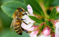 Bee Macro
