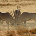 South Africa Oryx (Oryx gazelle )