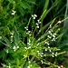 White vervain (Verbena urticifolia)