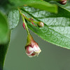 Peking Cotoneaster / Cotoneaster acutifolia