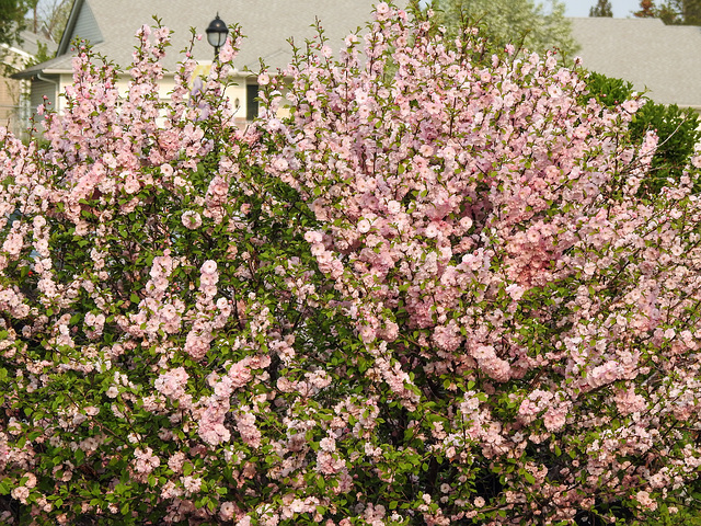 Blossom, Carburn Park