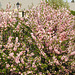 Blossom, Carburn Park