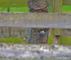 Blue tit and Goldfinch