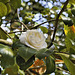 Camellia with Bokeh – San Francisco Botanical Garden, Golden Gate Park, San Francisco, California