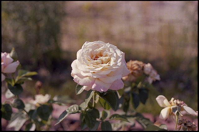 One Rose From 1978