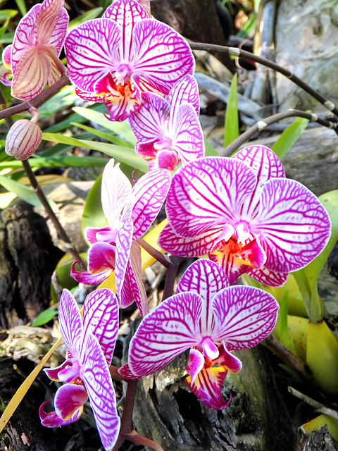 Phalaenopsis. ©UdoSm