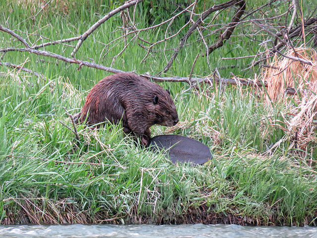 Beaver, on the far side of the Bow River