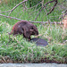 Beaver, on the far side of the Bow River