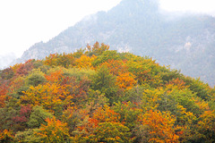 Herbstfarben in Tramin (PicinPic)
