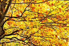 Goldenes Blätterdach