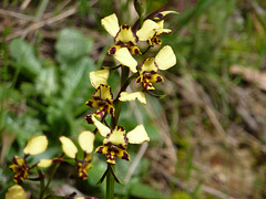diuris maculata or pardina