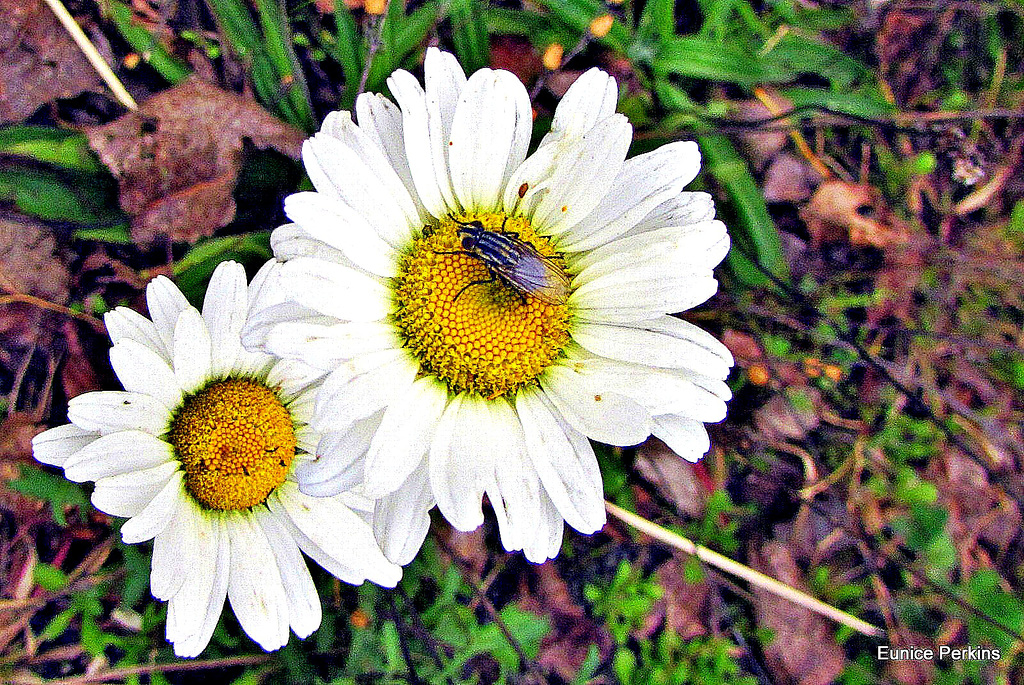 Just Common Daisies
