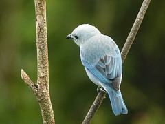 Blue-gray Tanager, Asa Wright Nature Centre, Trinidad
