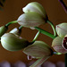 évolution de mon orchidée